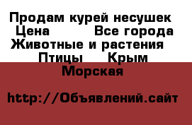 Продам курей несушек › Цена ­ 350 - Все города Животные и растения » Птицы   . Крым,Морская